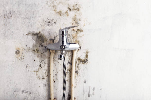 Best Fast Mold Removal  in Esparto, CA
