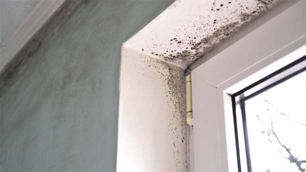 Best Office Mold Removal Services  in Esparto, CA