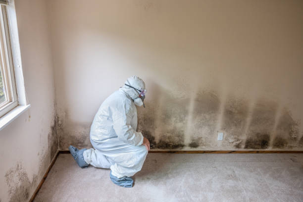 Best Attic Mold Removal  in Esparto, CA