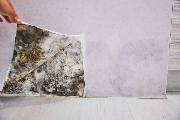 Water Damage Restoration in Esparto, CA